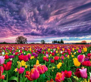 tulips-field-at-sunset-desktop-background-498470-wallpaper-preview